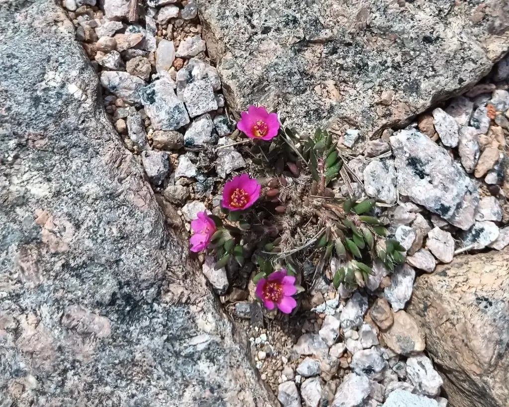A flower growing in a crack in the pavement