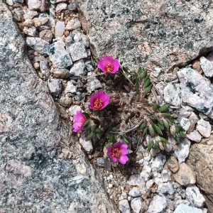A flower growing in a crack in the pavement